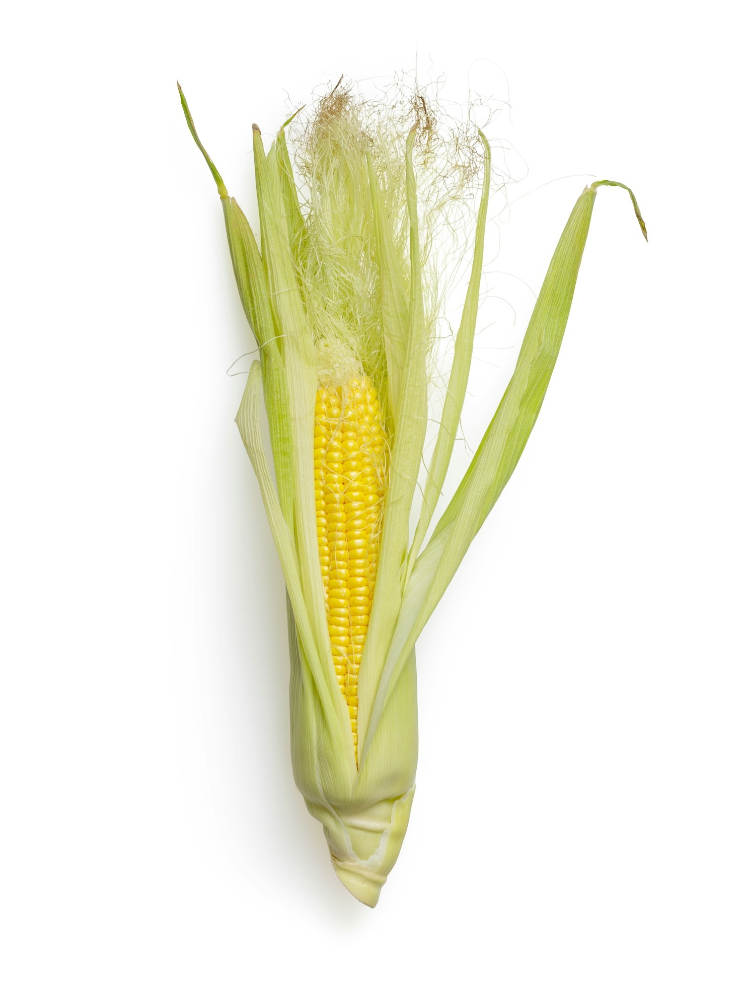 $CORN: The Cryptocurrency Making Everyone Laugh